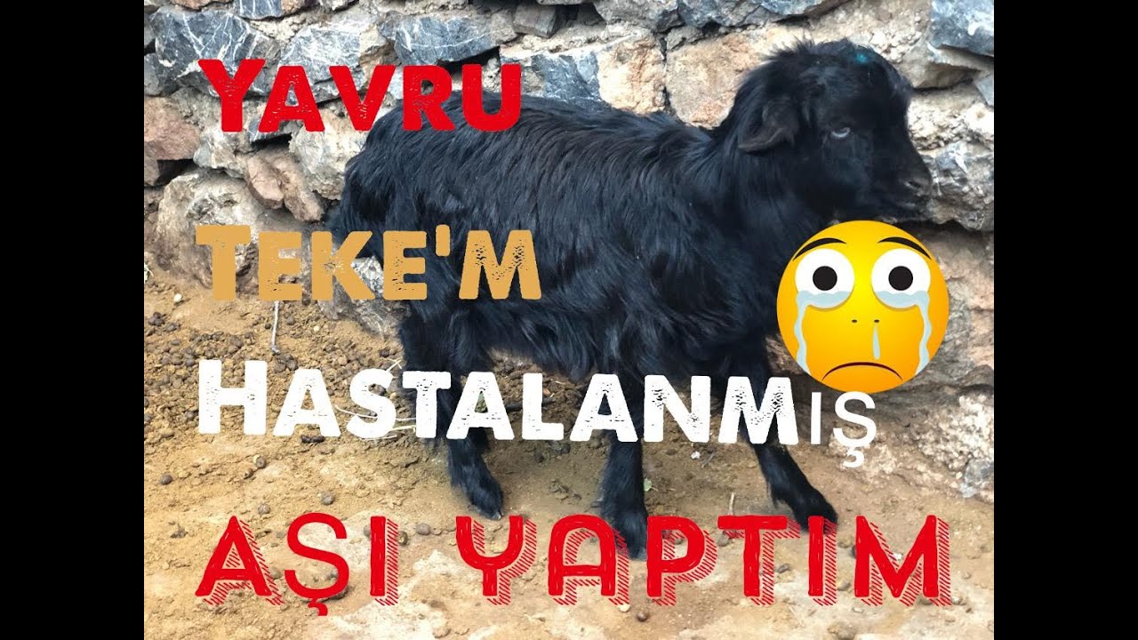 video phone beyonce mp3 Yavru tekem hastalanmış aşı yaptım😢