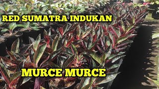 JUAL TANAMAN HIAS AGLONEMA RED SUMATERA INDUKAN || HARGA DI JAMIN MURAH MERIAH