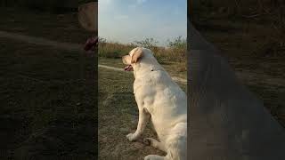 #shorts #ytshorts #youtubeshorts #petparentlife #dogshorts #doglife #dog #labrador #funny #fun