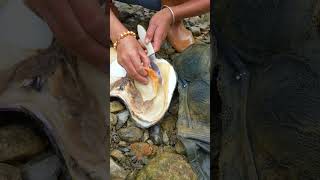 🥰💋Beauty Harvests Big Clam Oyster