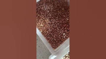 Color sorter selects peeled peanuts from peanuts #ricecolorsortermachine #copper #ricecolorsorter