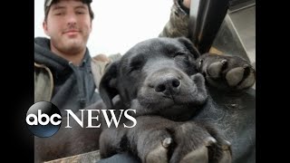 Deaf dog adopted in Maine