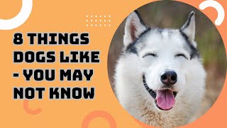 8 Things Dogs Like  You May Not KnowDDK PET SHOP