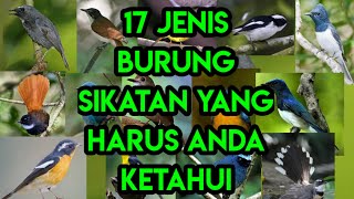 17 jenis burung sikatan yang harus anda ketahui