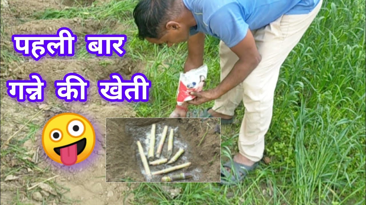 पहली बार गन्ने की खेती 🤪 Kamyabi Ya Nuksan ? #dailyvlog #narinder1233vlogs 