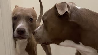 5 Things You Know If You Own a Pit Bull by Knight and Aston 15,683 views 3 weeks ago 1 minute, 8 seconds