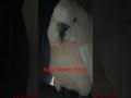 HAPPY WEEKEND #petlover #bird #parrot #highlights #viral #ytshort #trending #ytvideoes