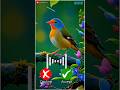 Redmi 13 phone Ringtone #smartphone #xiaomi #device #ringtonesong #shorts #trending #birds