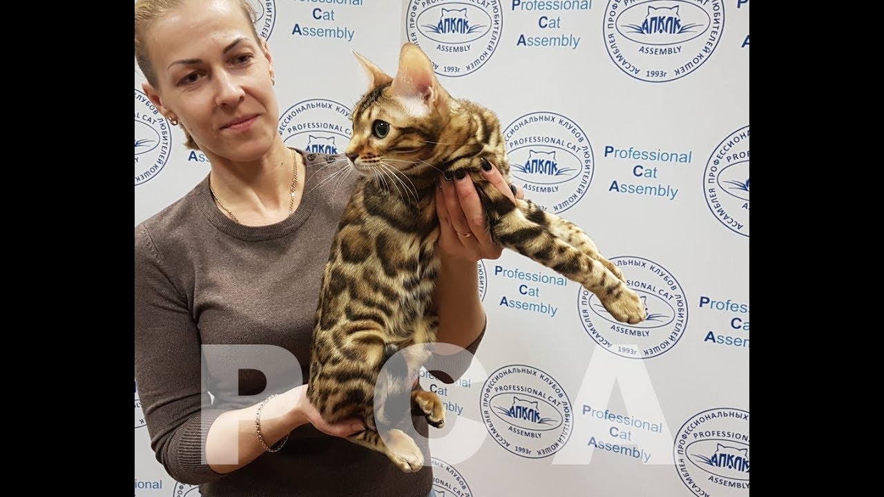 клуб кошек хабаровск Бенгальская кошка. Выставка кошек PCA on-line