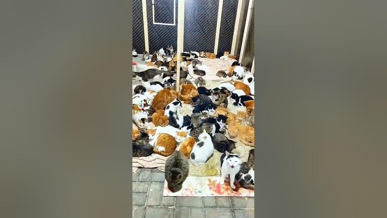 Очень много котов !! - YouTube