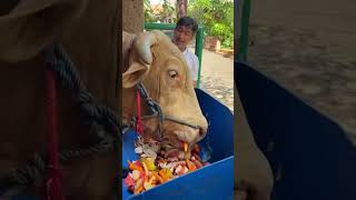 cerita terakhir sapi wisanggeni #shorts #setiafarm