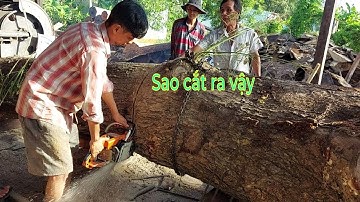 Người Vận Hành Bị Lỗi Khi Cưa Gốc Cây Siêu To / Operator Error When Sawing Extra Large Trees