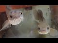 煽りに特化した生き物