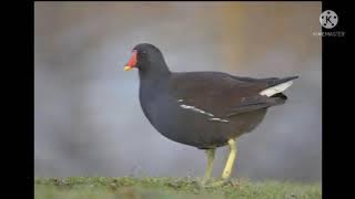 Tiếng Trích Quốc Biển Tháng 3 Đang Ăn Chim Mạnh Kỷ Niệm Ae