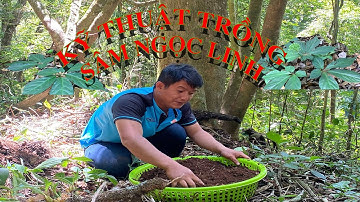 Chuyện vườn sâm trên đỉnh Ngọc Linh hơn 2000m | Chuyện Của Thùy