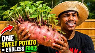 Turn ONE Sweet Potato into 1000 Pounds of Sweet Potatoes By Growing Sweet Potato Slips The Easy Way
