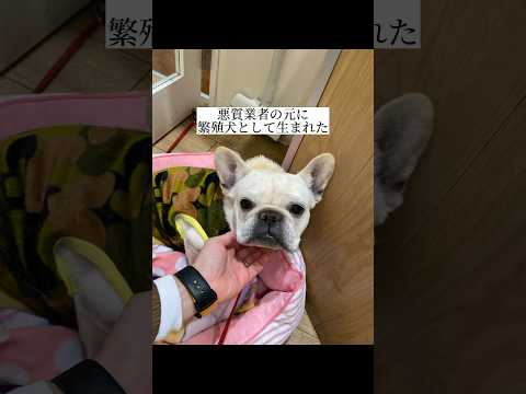 悪質業者の元に繁殖犬として生まれた犬でした #shorts #フレンチブルドッグ #保護犬