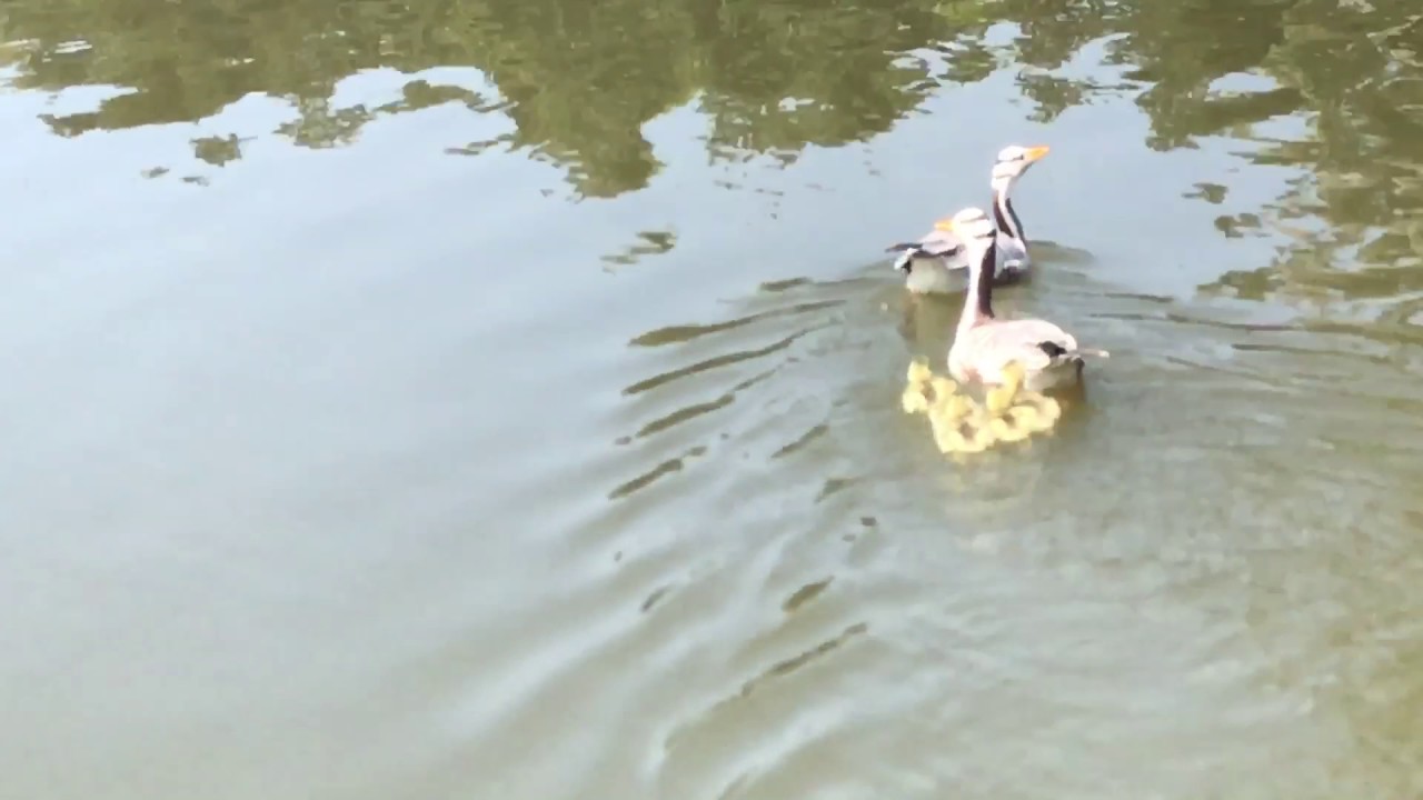 Gans met jonge(Indische ganzen)Goose with chickens YouTube