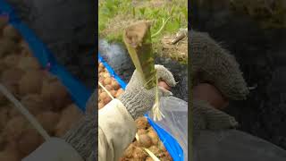 Nglangsir Klopo makartijaya kebun kebunkelapa