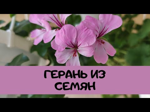 Герань плющелистная 