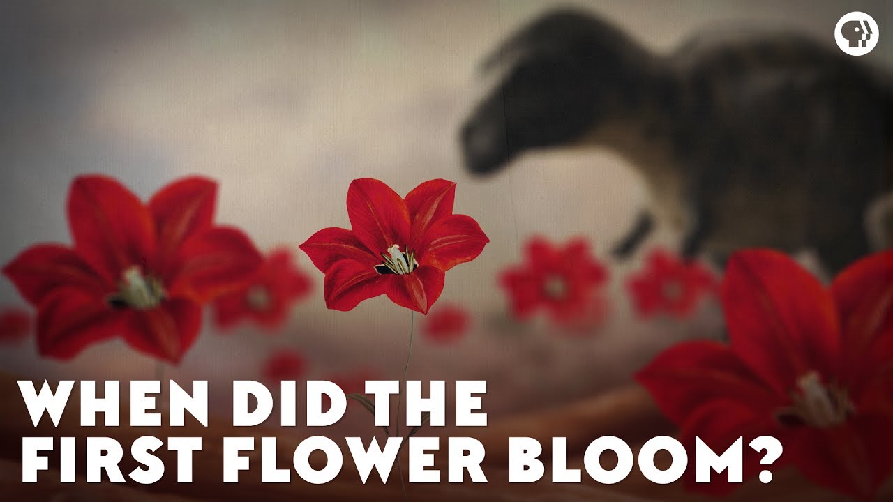 When Did the First Flower Bloom?