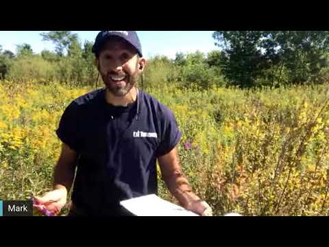 Vídeo: Visite o habitat de borboletas Humber Bay em Toronto