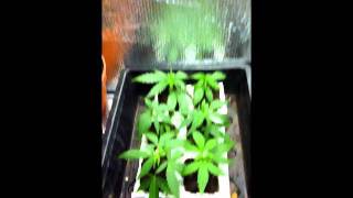 Micro Mum Mayhem (Mini Veg Cab In Action).