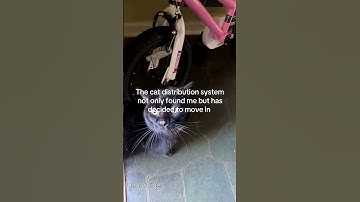When the cat distribution system hits❤️❤️❤️#cat#catvideos #funnycat#fyp