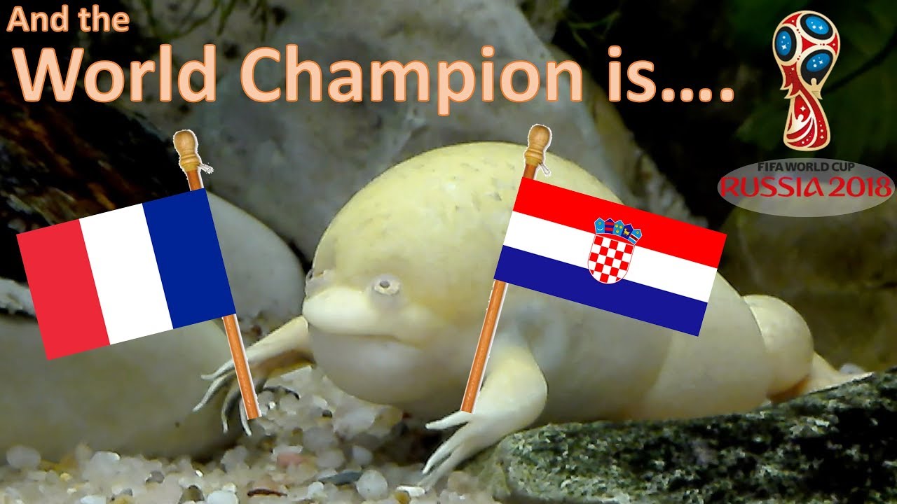 World Cup Russia 2018 The Guessing Frog France Vs Croatia Final