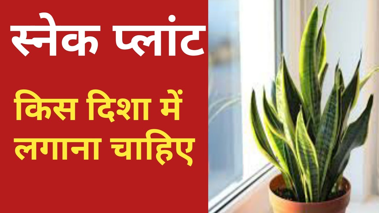 snake plant benefits in hindi / snake plant vastu YouTube
