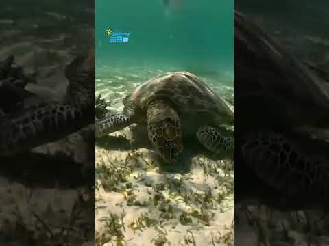 SECRET Spot for Snorkelling with Sea Turtles