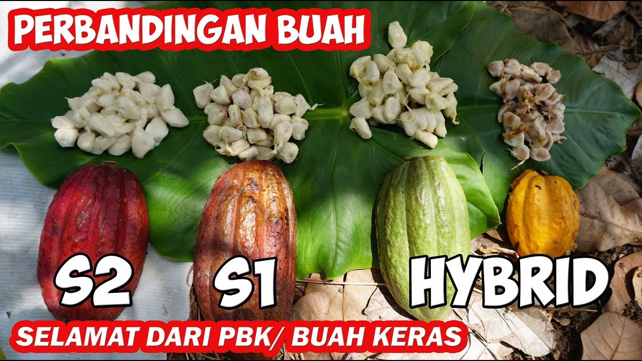 Buah Kakao Mulus | Perbandingan buah Klon Sulawesi dan buah Lokal ( Kakao Hybrid)