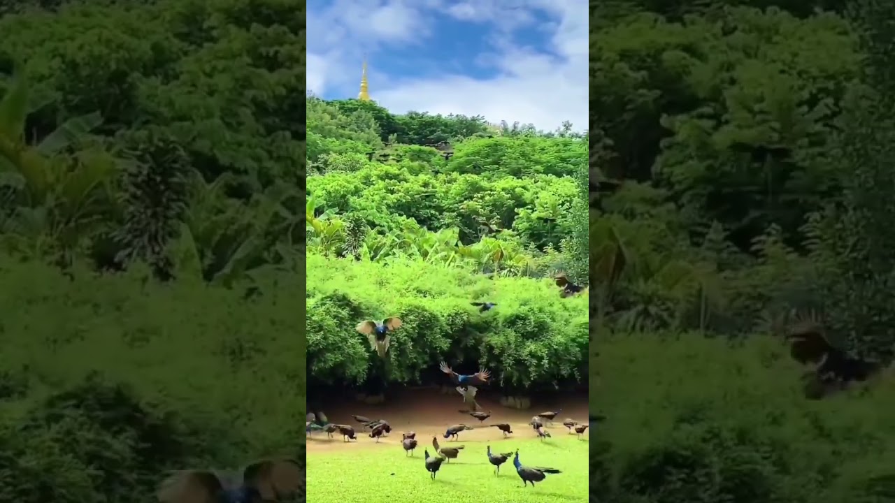 Slow Down – Nature Is Still Speaking 🌍 | 