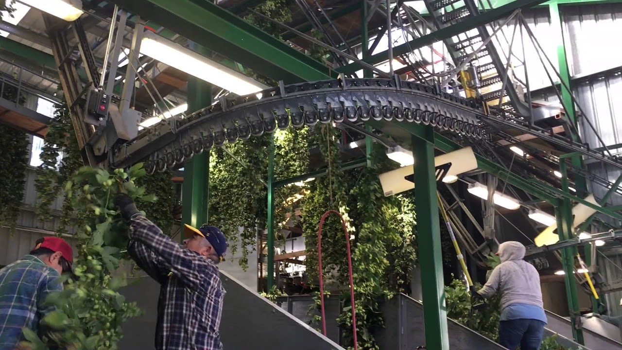 Loading the hop bines for processing at Goschie Farms