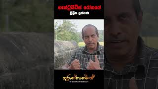 Gastritis ගැස්ට්‍රයිටීස් traditional_medicine gurunnanse අම්ලපිත්ත_රෝගය