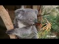 Koala video goes viral online | CNBC International
