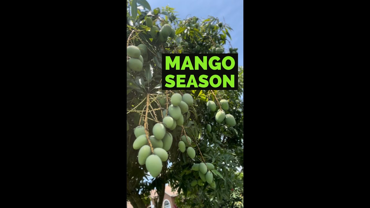 It's Mango Season