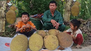 Download Lagu Single father recovered from illness, harvested jackfruit, returned to daily life. MP3 Download Lagu Single father recovered from illness, harvested jackfruit, returned to daily life. MP3