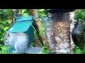 Starlings And Squirrels On Spring Monday Visit To My Cottage Garden Scone Perth Perthshire Scotland
