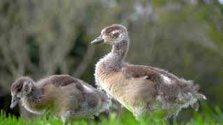 Nature With Ronks - EGYPTIAN GEESE