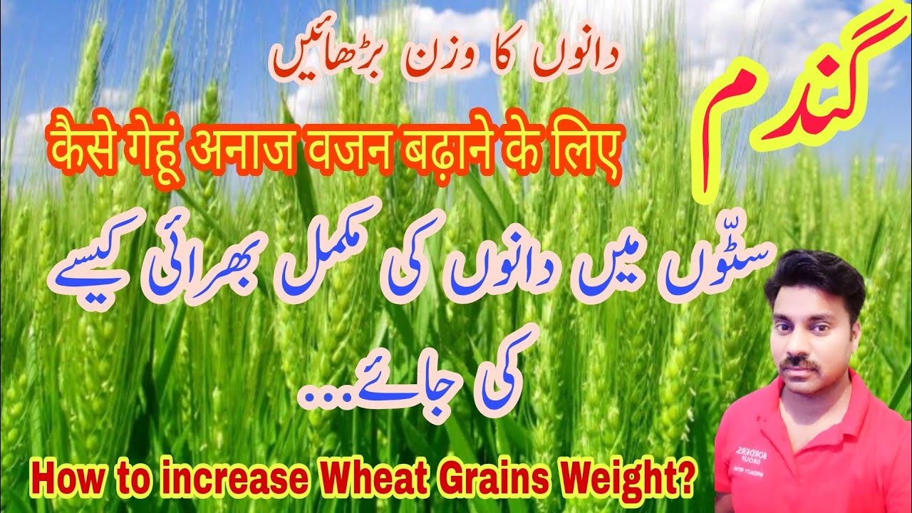 How to increase Wheat grains weight | Grain Filling stage in Wheat crop | How to improve wheat yield