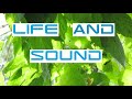 Life and sound by robin sutcliffe  full album  art  glitch art  colour  sound meditation