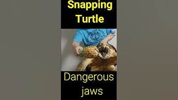 The Unbelievable Thing a Snapping Turtle Can Do With 209 Newtons! #shorts #wildlife