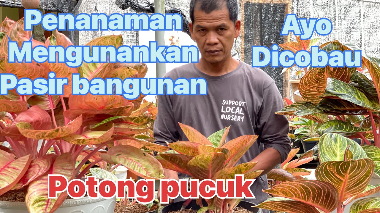 Nanam pucuk mengunakan pasir bangunan