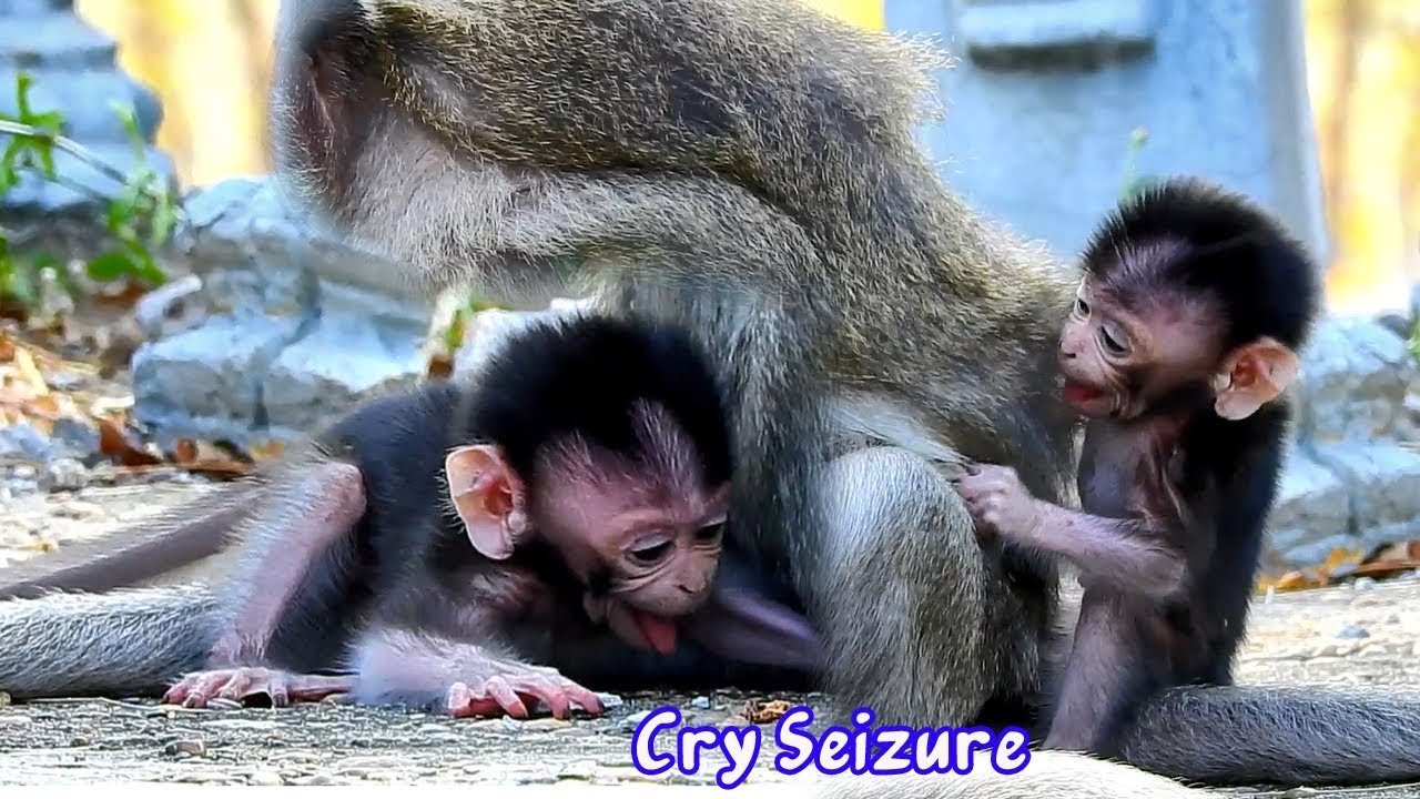 Poor baby monkey cry seizure angry mom Popeye Cora - Pity baby need warm form mom
