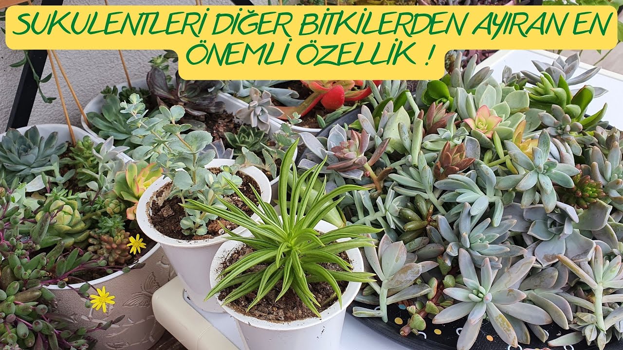 BİTKİLERİNİZİN UZUN ÖMÜRLÜ OLMASINI İSTİYORSANIZ İZLEYİN -Skulent