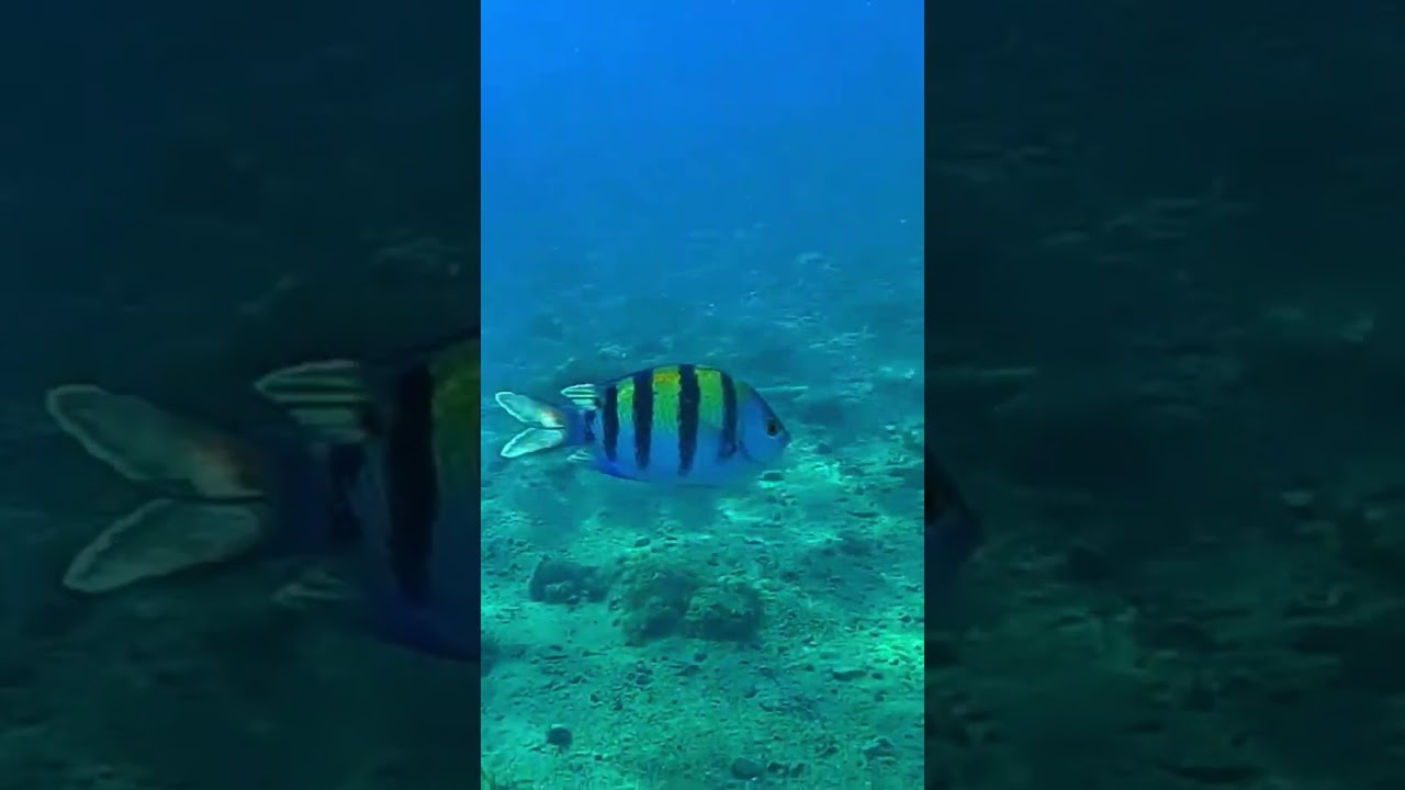 Sergeant Major Damselfish