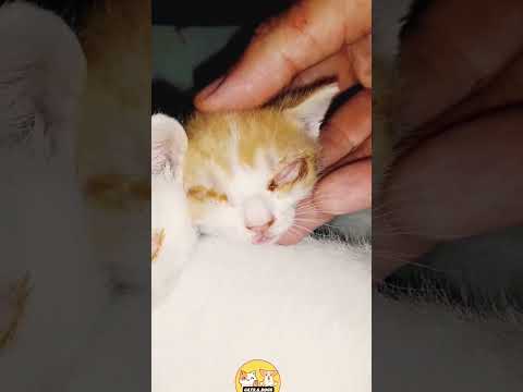 וִידֵאוֹ: כיצד למנוע מחתולים להעיר אותך משינה: 10 שלבים