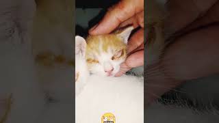 Poor Kitty's Fight Against Eye Discharge | Cat Lovers