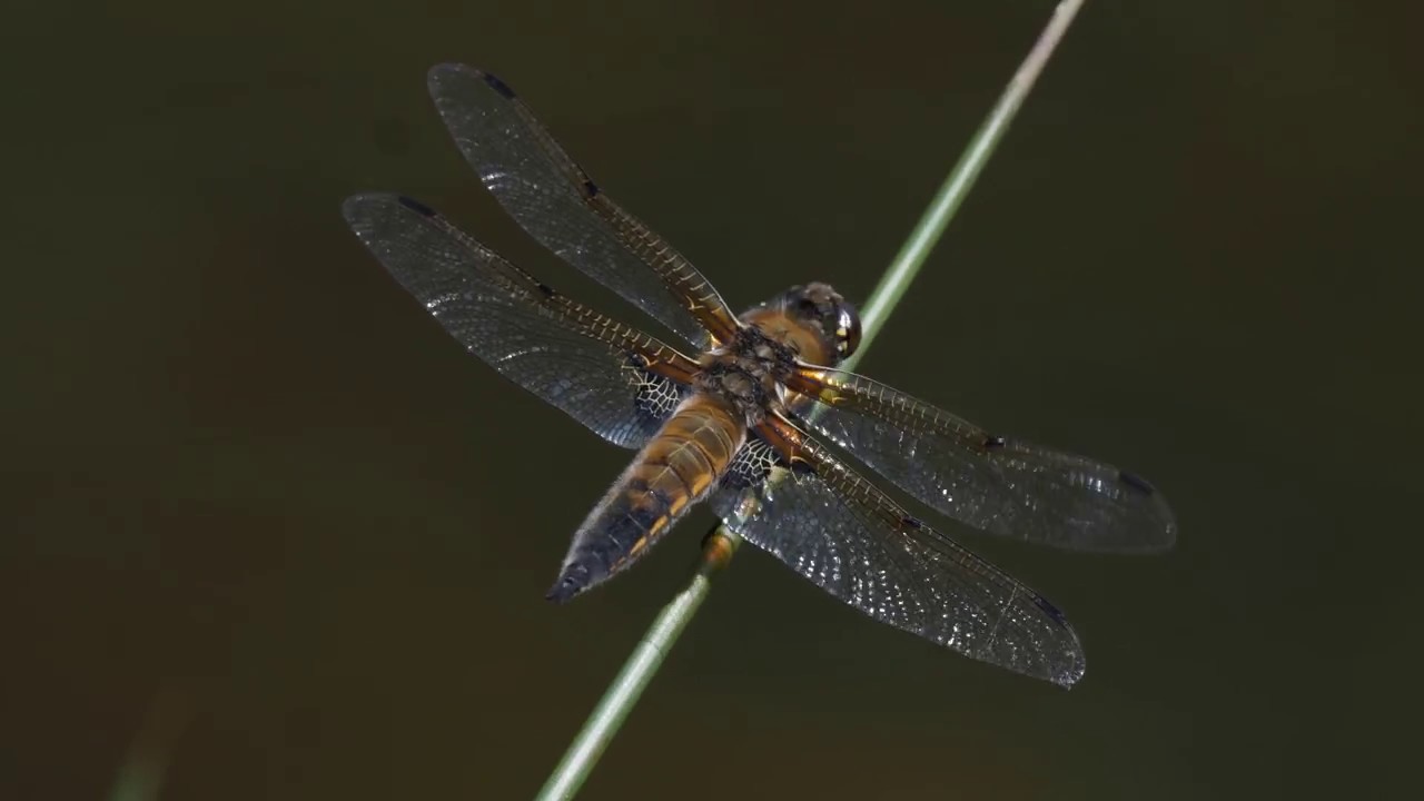 manchester united Dragonflies at Ballaugh, Isle of Man. 4k